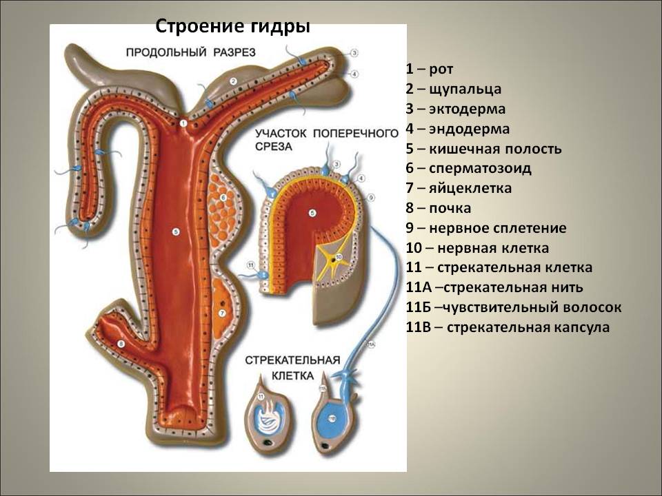 Kraken даркнет переходник